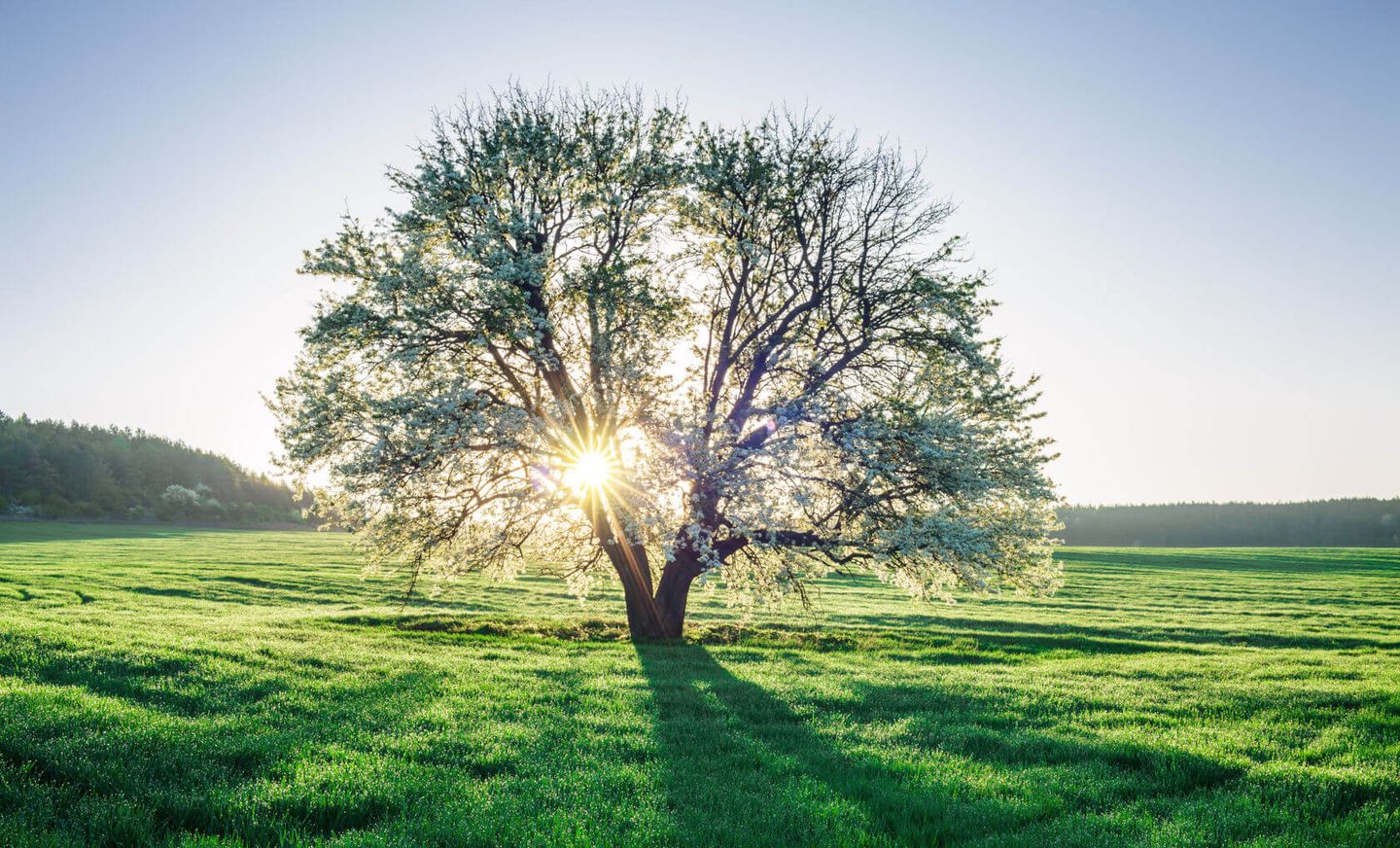 Taufrisches Frühlingsfeld bei Sonnenaufgang © Misha Kaminsky / E+ via Getty Images © Misha Kaminsky / E+ via Getty Images