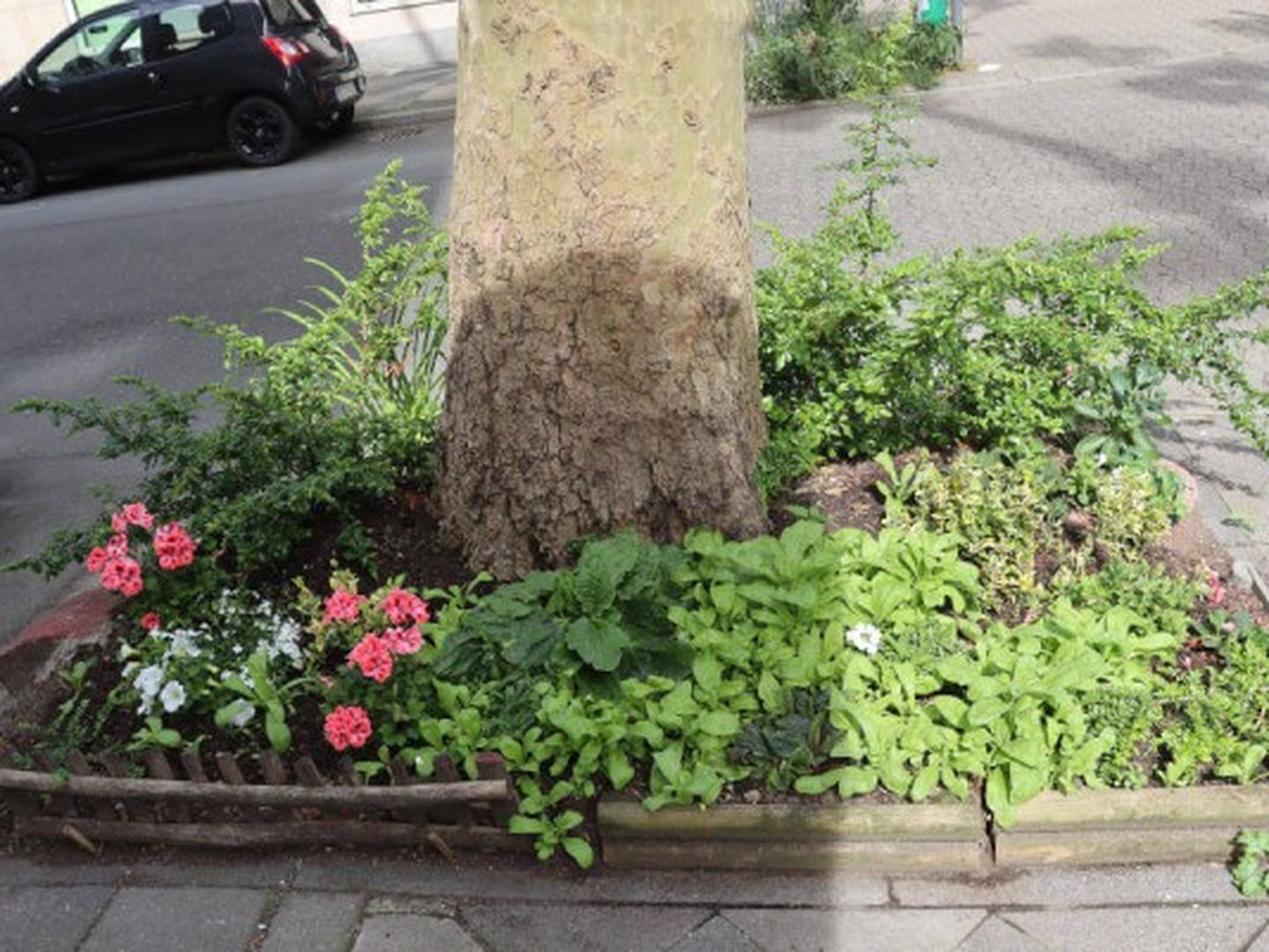 baumpatenschaft-duesseldorf-bildergalerie-5_gallery_thumbnail.jpg