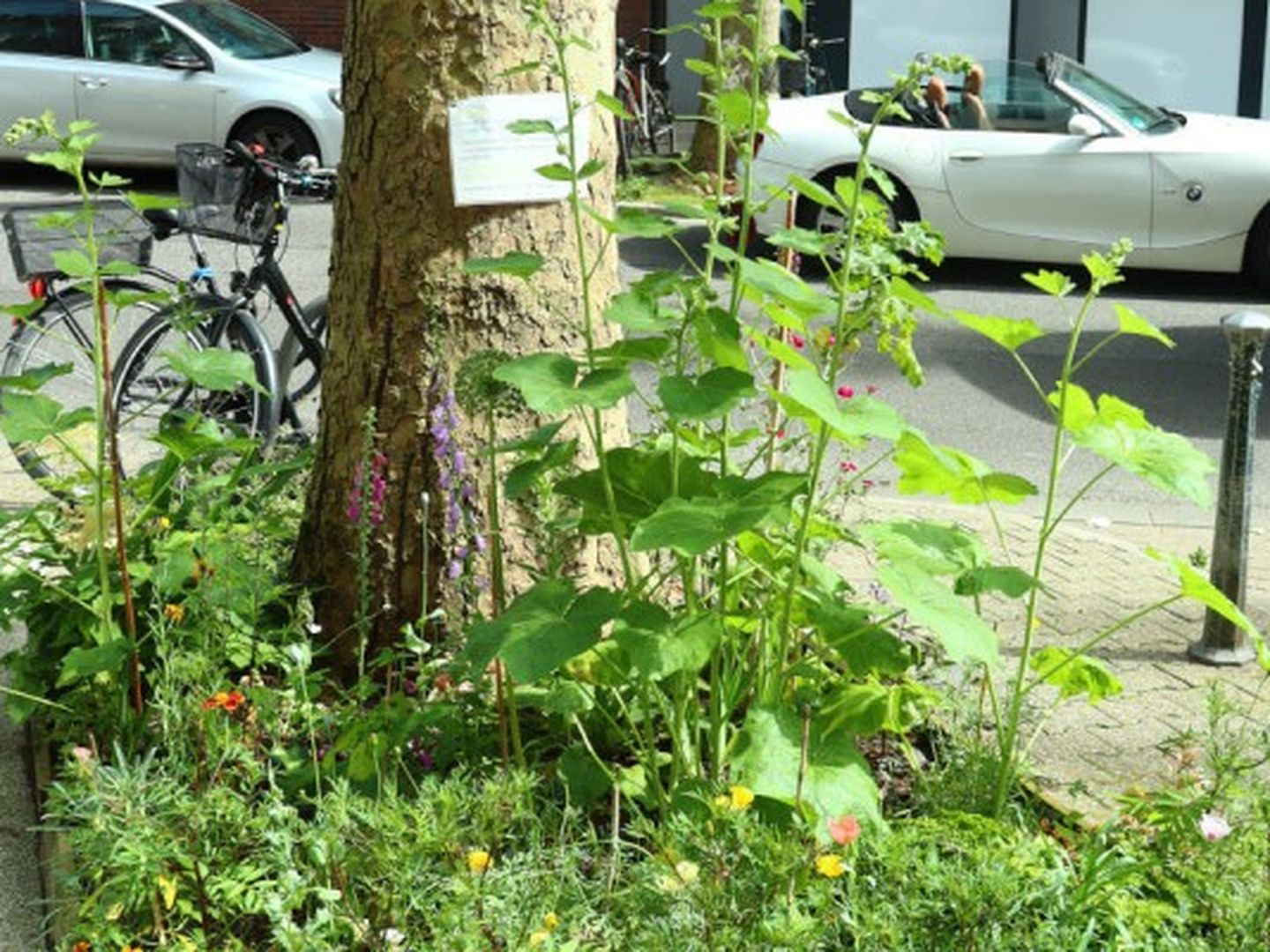 baumpatenschaft-duesseldorf-bildergalerie-4_gallery_thumbnail.jpg