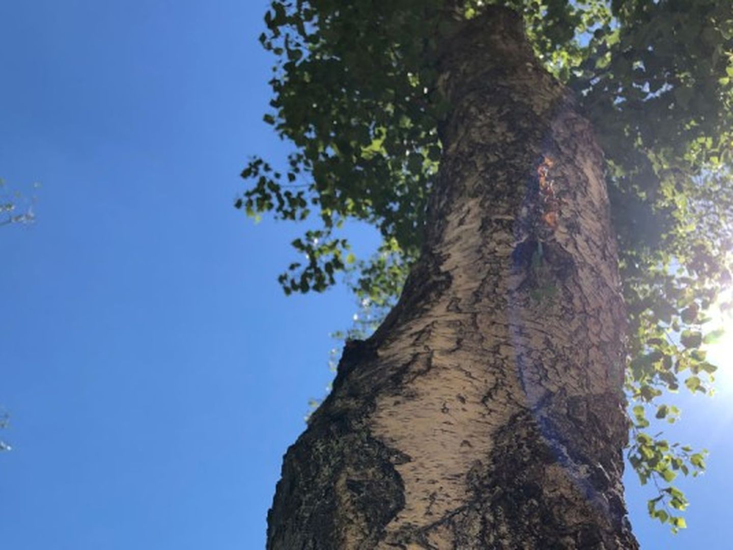 Phänologischer Garten Bildergalerie