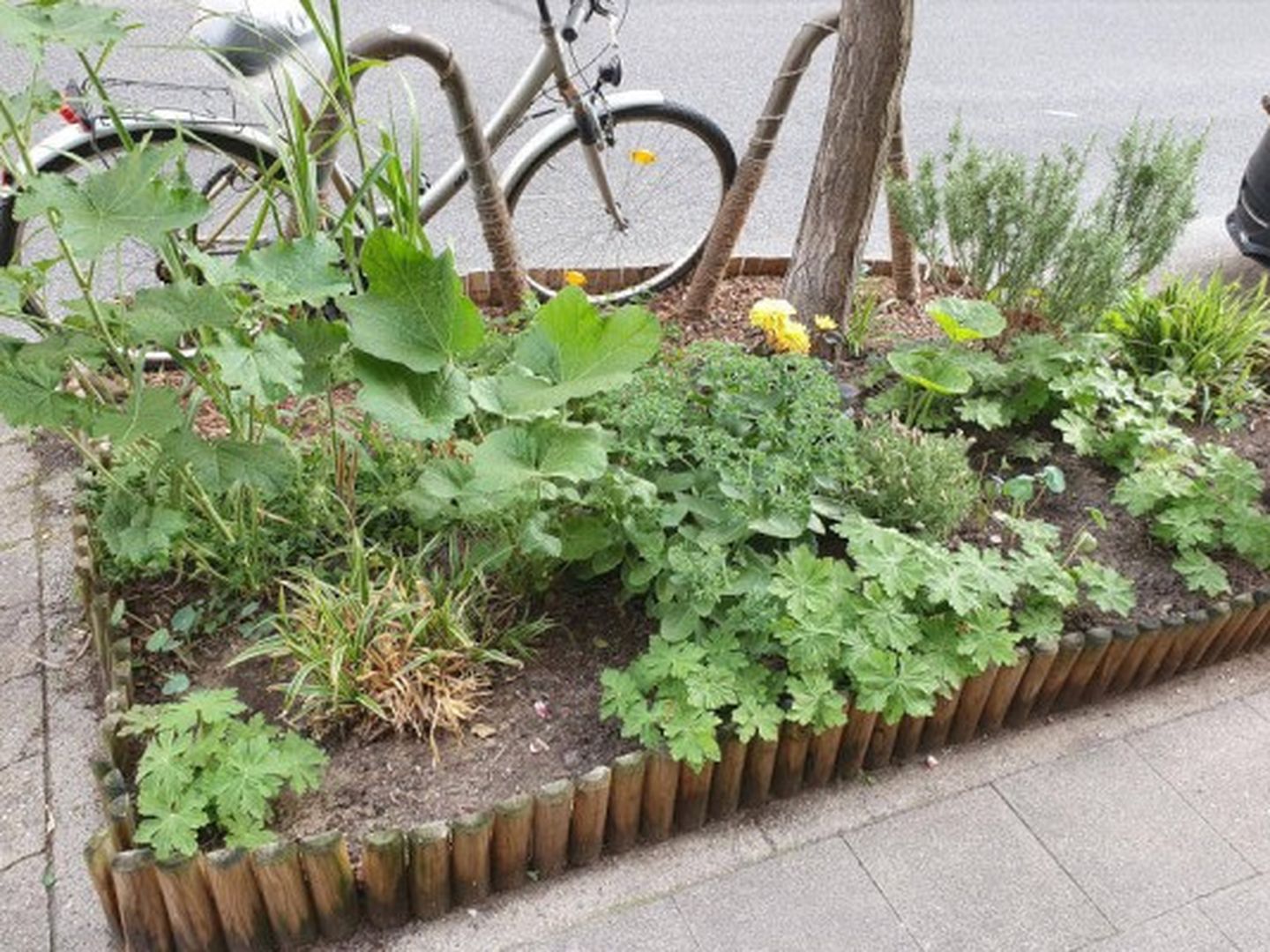 baumpatenschaft-duesseldorf-bildergalerie-3_gallery_thumbnail.jpg