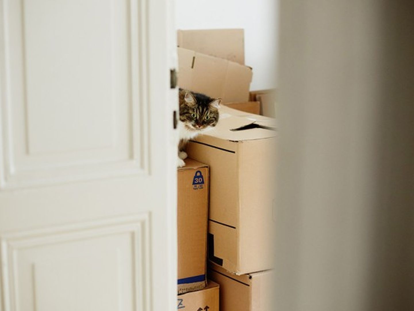 Die Katze gehört zwar nicht in den Karton, sollte aber auch nicht vergessen werden.