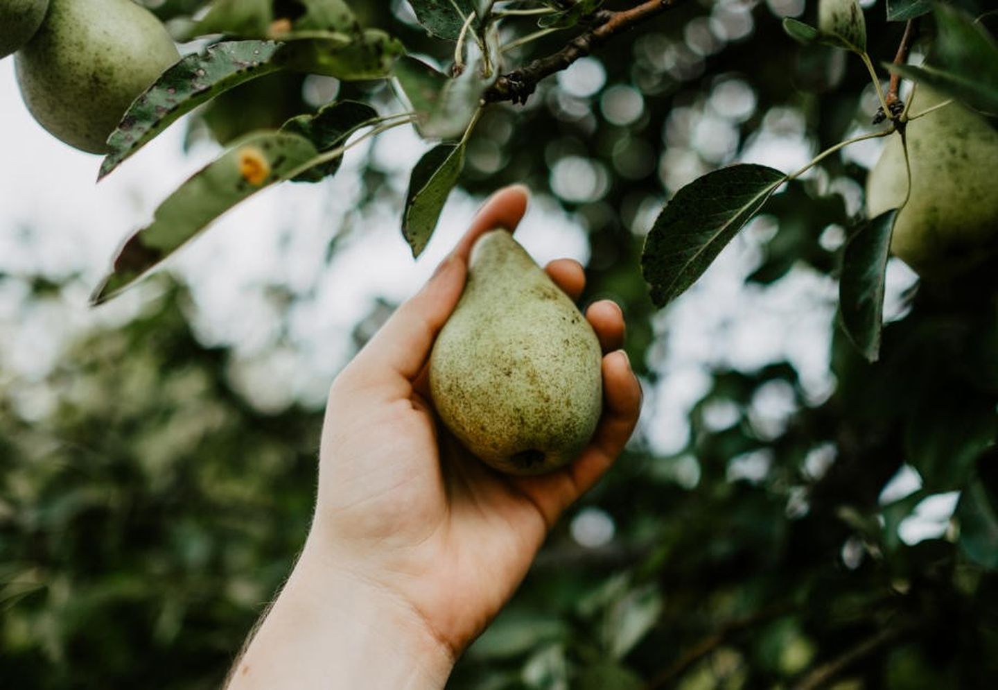 Nahaufnahme einer Hand, die eine Birne von einem Baum pflückt.