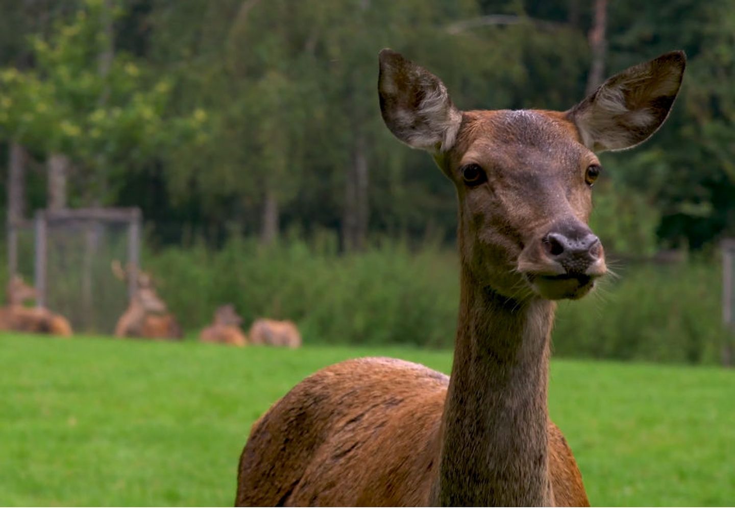 Rotwild in einem Tierpark
