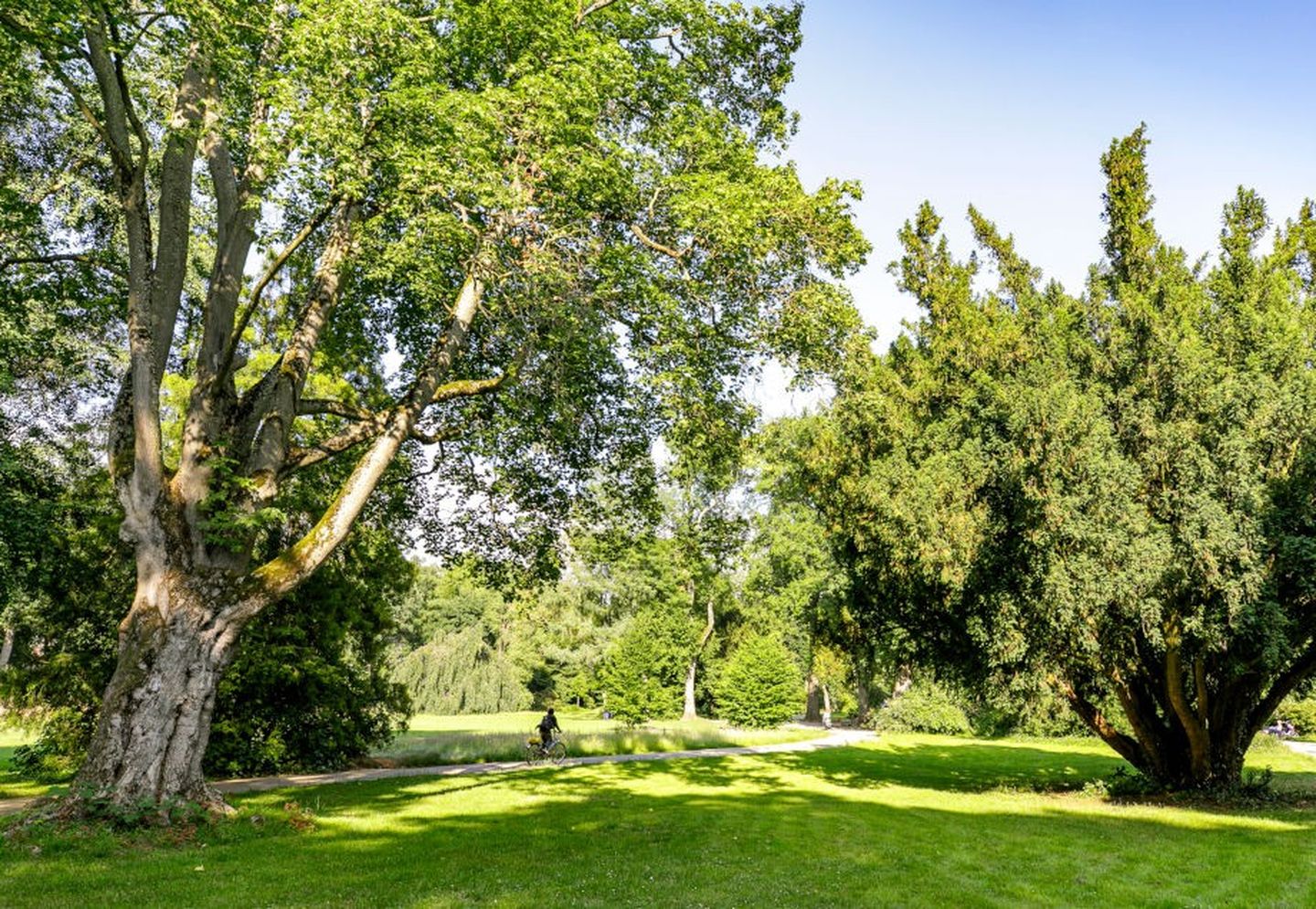 Düsseldorfer Parks: Uralte Bäume im Ostpark