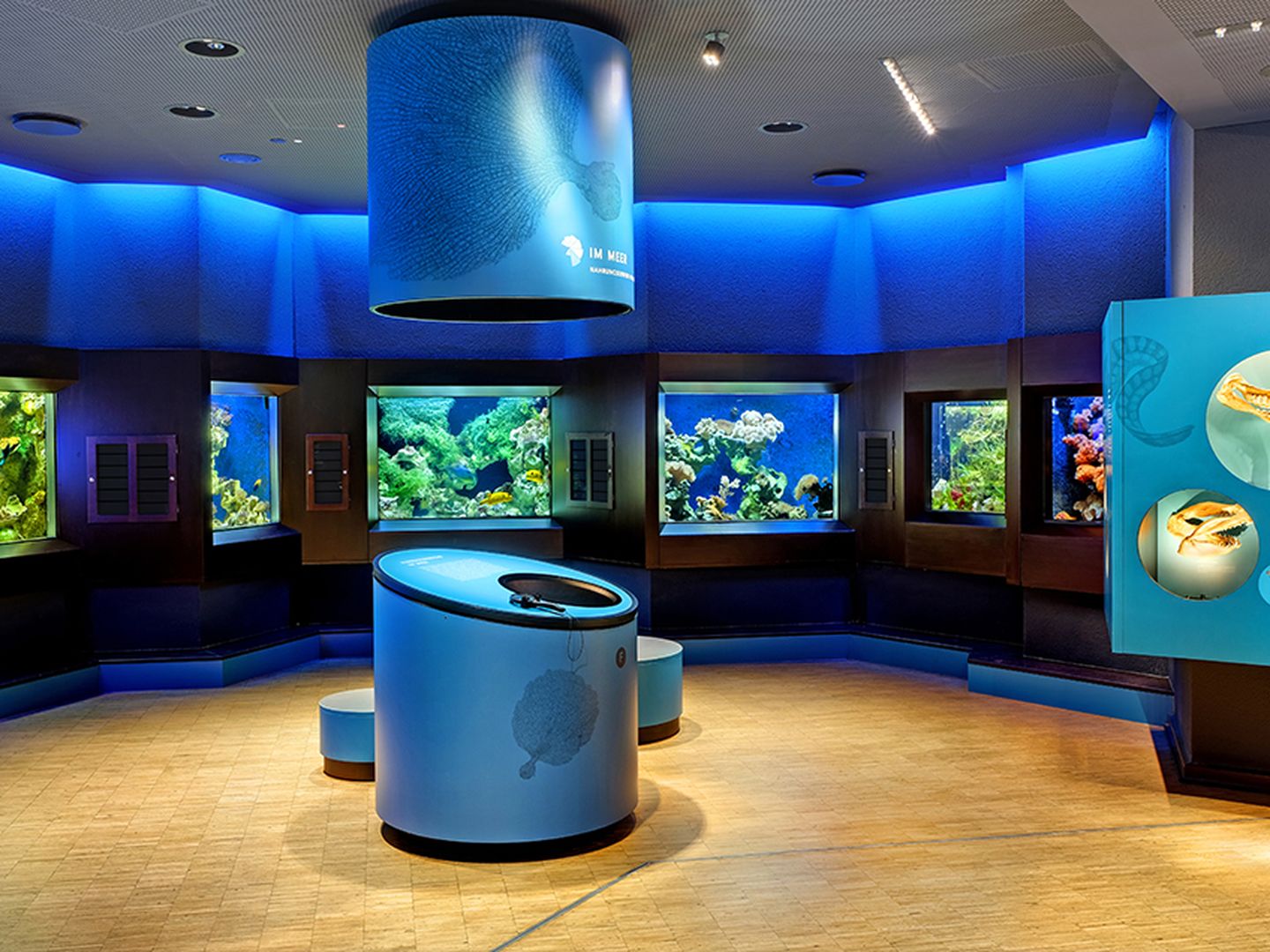 Fünf in die Wand eingelassene, im Halbrund angeordnete Aquarien.
