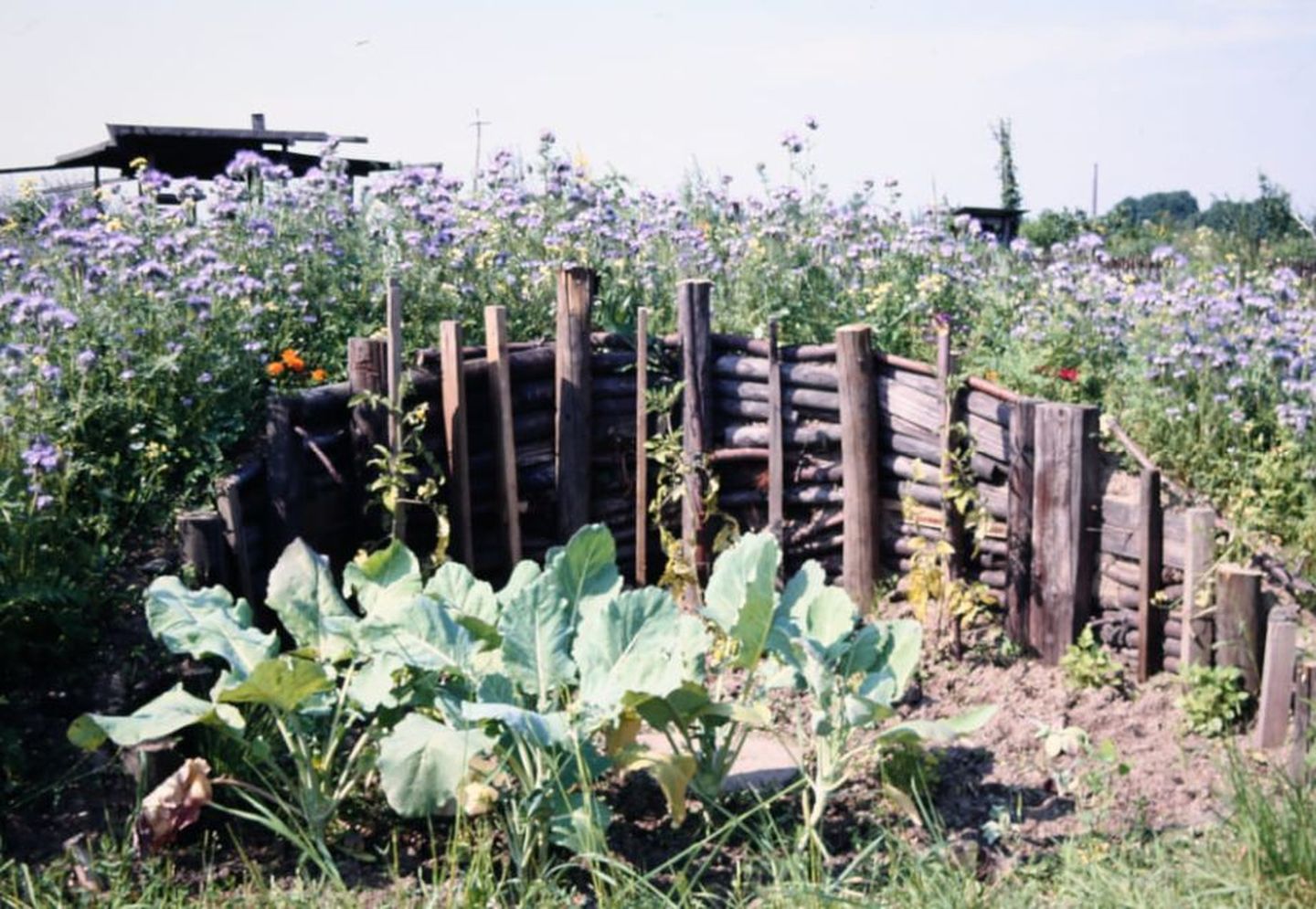 Naturnahes Wildblumen- und Gemüsefeld im ÖKOTOOP HEERDT.