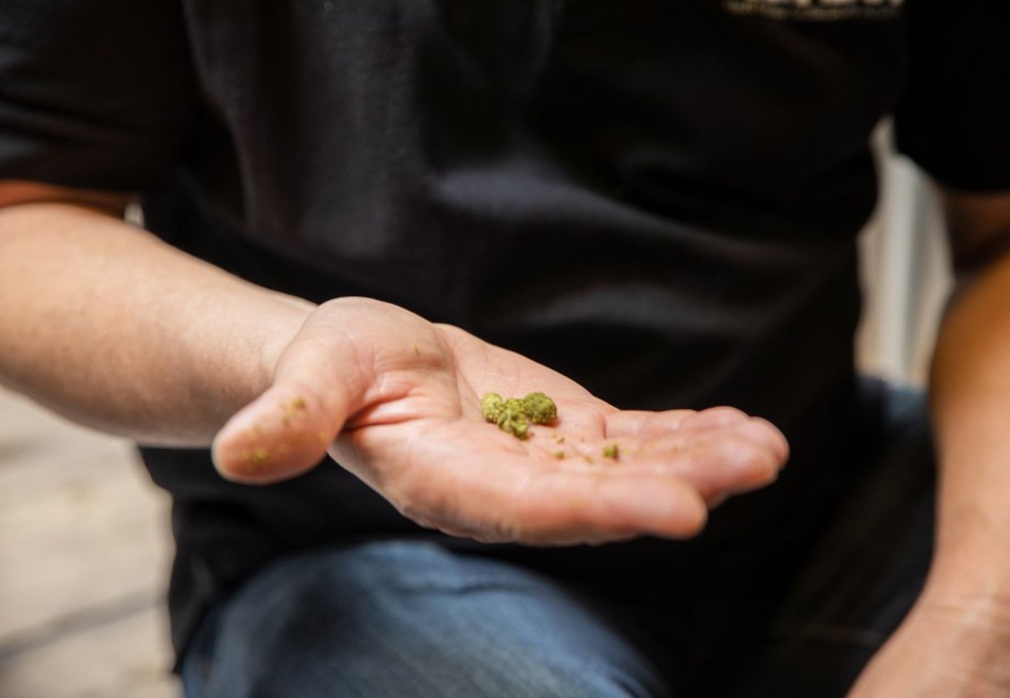 Bierbrauen braucht gute Zutaten: Hopfen auf einer Hand