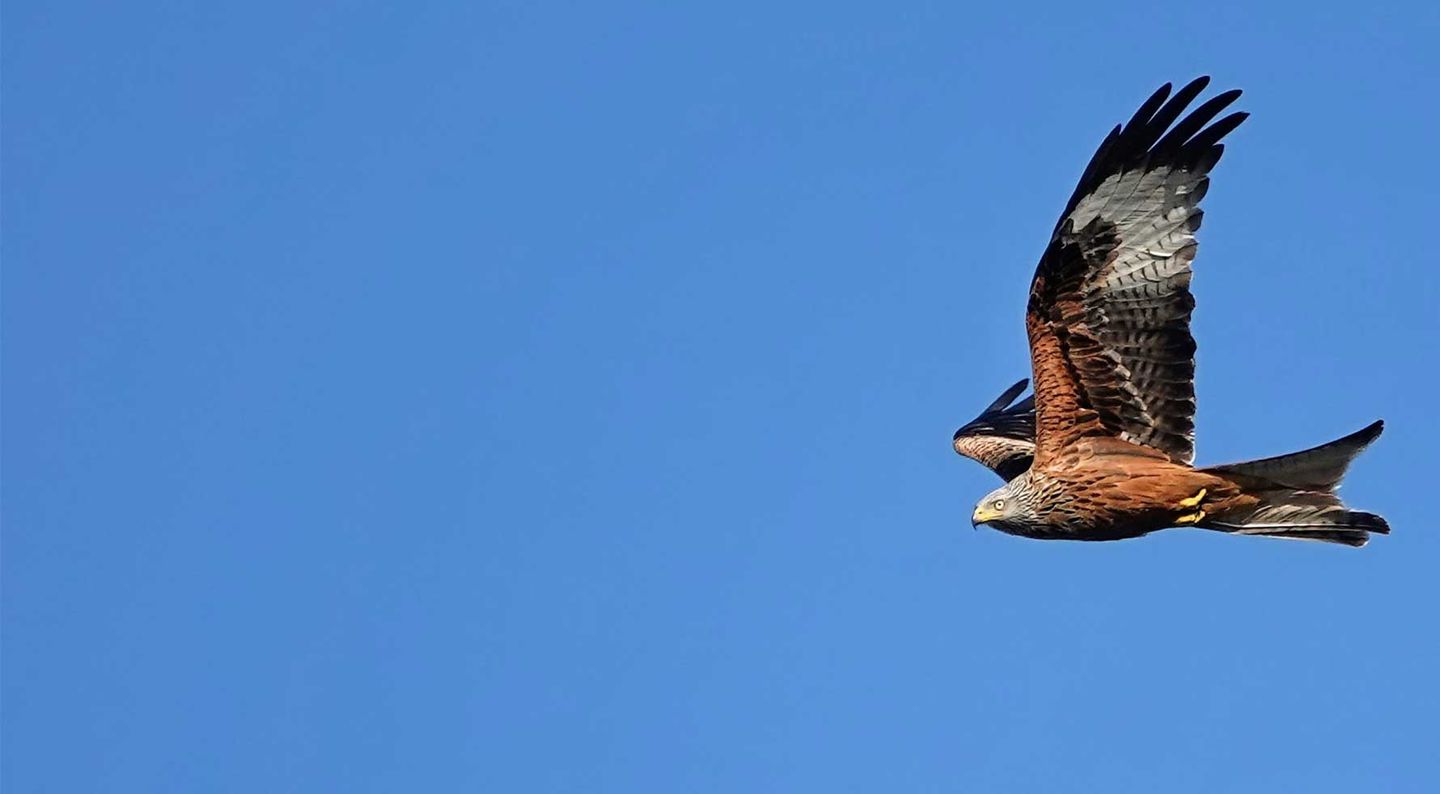 Ein Rotmilan fliegt durch die Luft © Yvonne Hofer