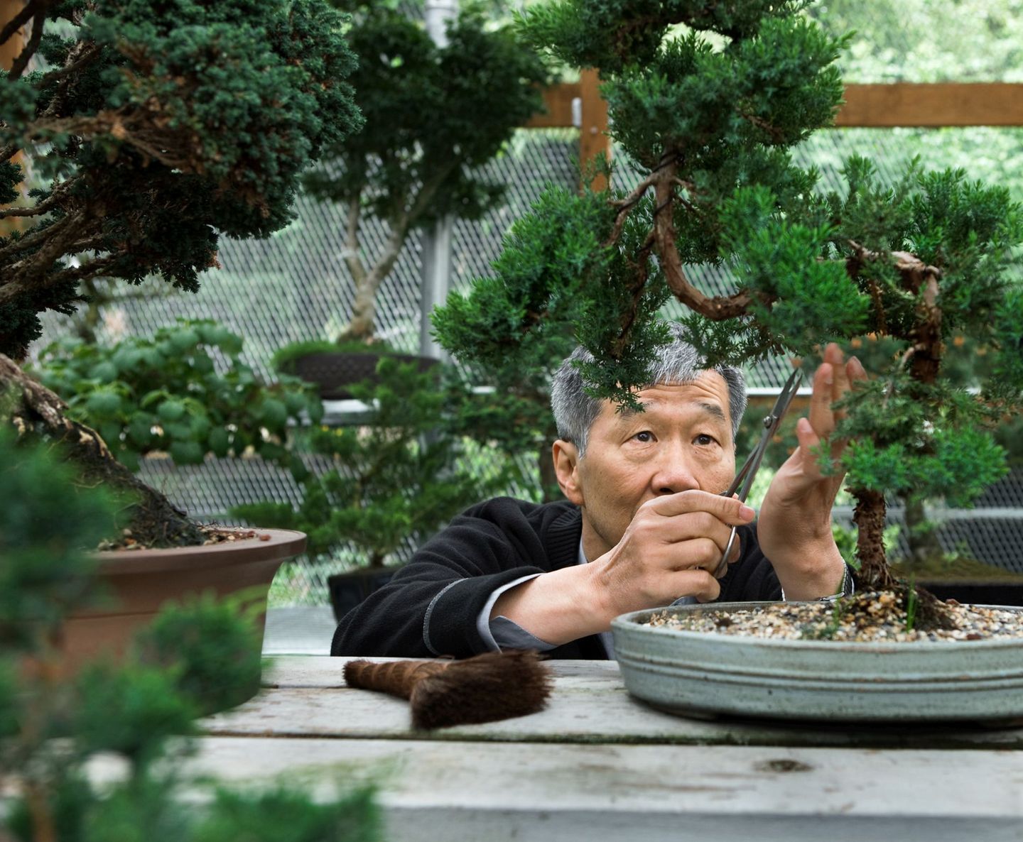 Ein asiatischer Mann, der einen Bonsai-Baum schneidet. © Karen Moskowitz / The Image Bank via Getty Images