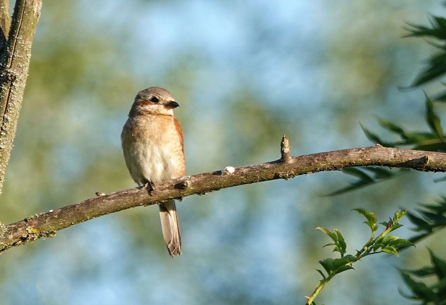 Neuntöter-Weibchen in der Morgensonne. © Yvonne Hofer