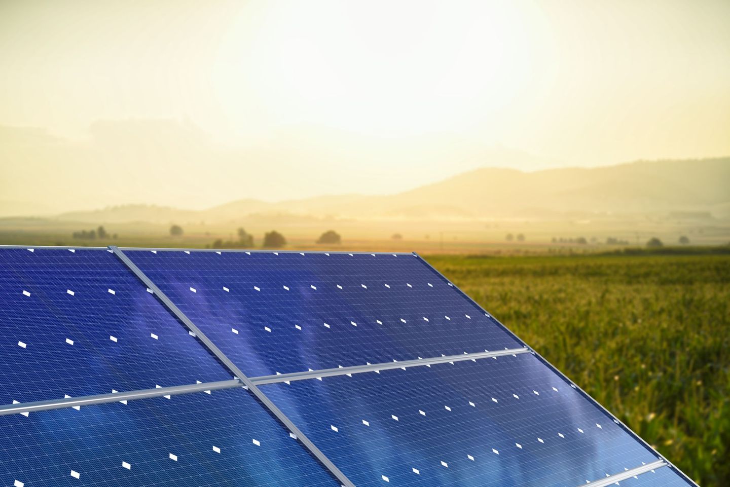 Blaue Module einer Agri-PV-Anlage auf einer Anbaufläche. © baranozdemir / iStock/ Getty Images Plus via Getty Images