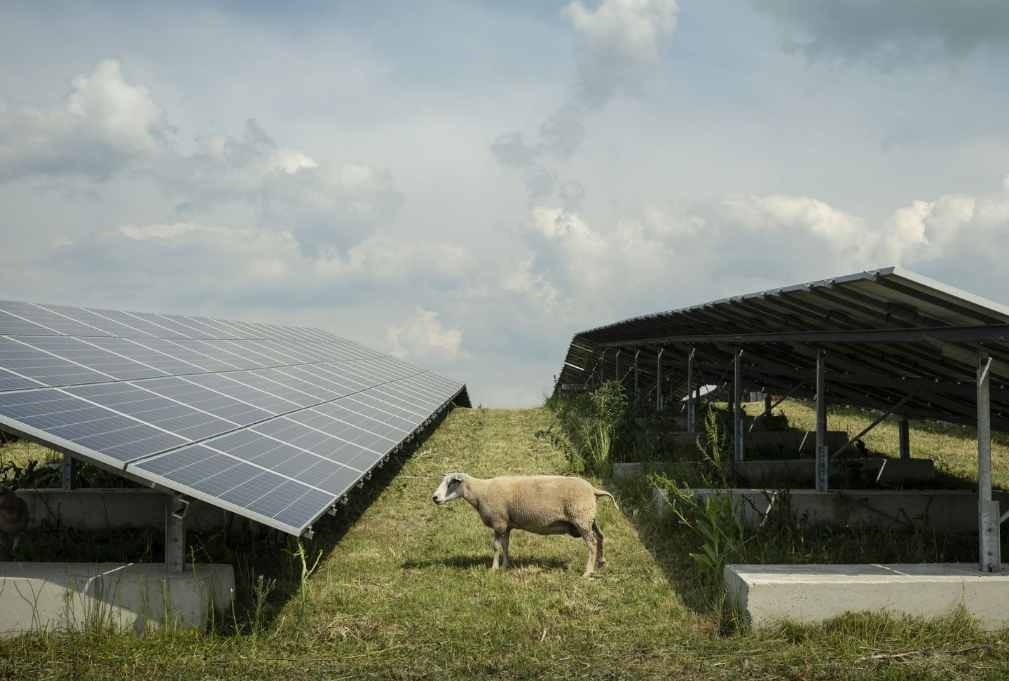 Ein Schaf zwischen Agri-PV-Anlagen. © Westend61 / Westend61 via Getty Images © Westend61 / Westend61 via Getty Images