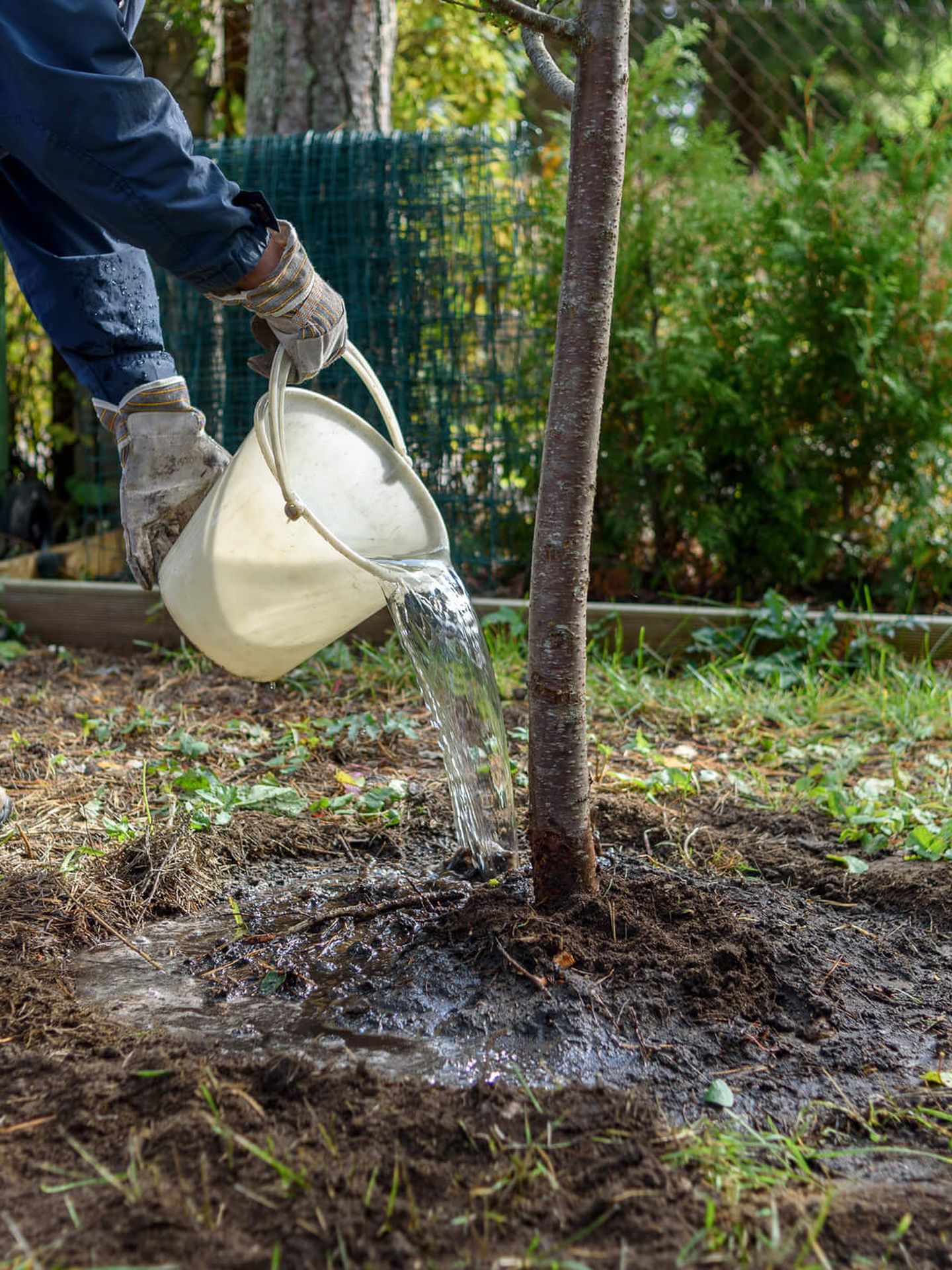 Ein Mann gießt einen jungen Baum mit einem weißen Eimer. © karetoria / Moment via Getty Images