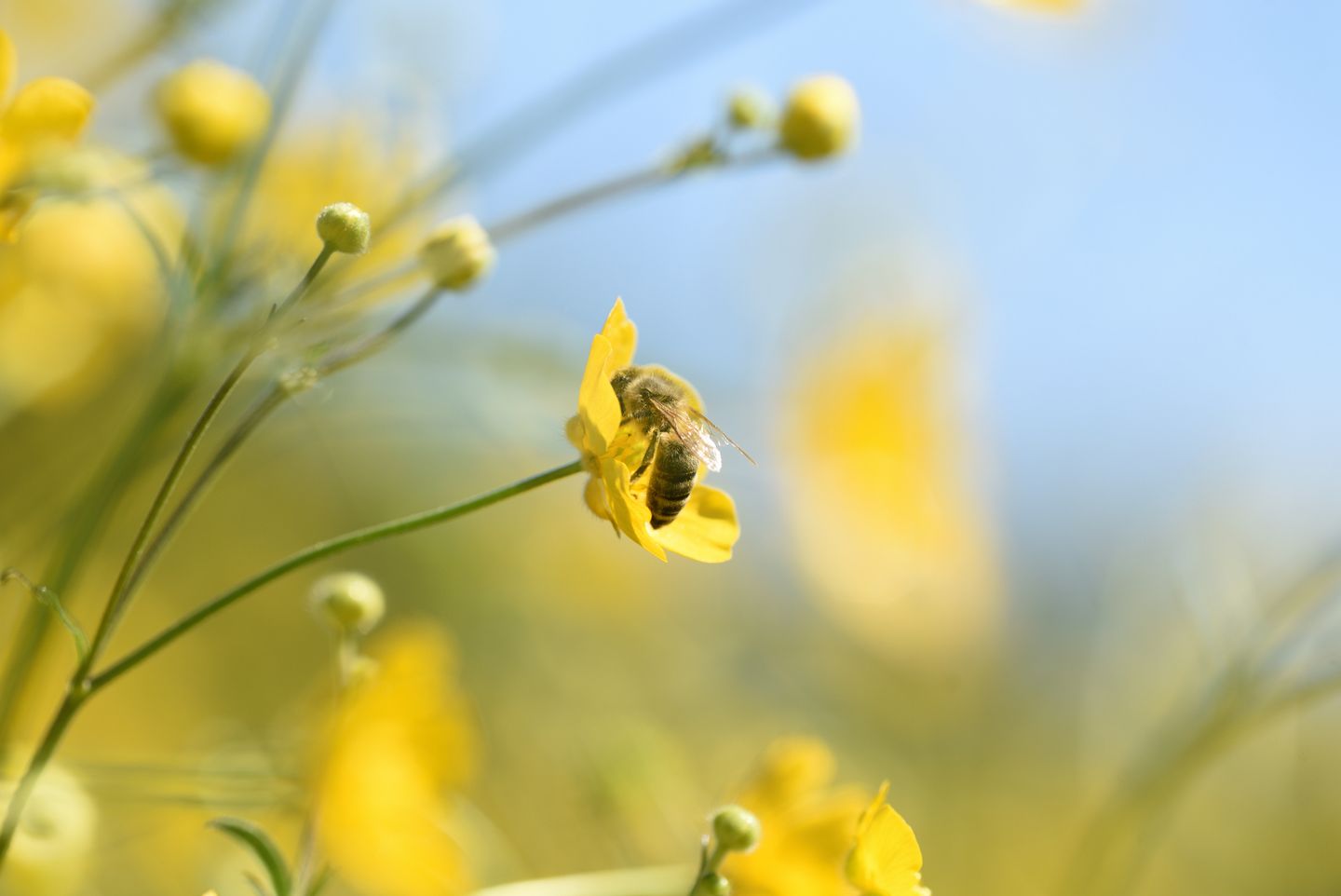Eine Biene sitzt in einer gelben Blüte.