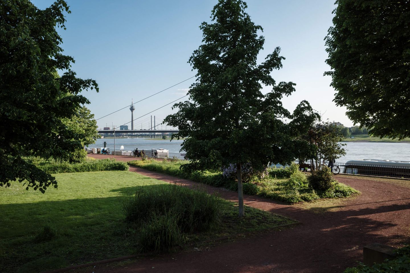 Bäume im Rheingärtchen in Düsseldorf mit dem Rheinturm im Hintergrund. © Peeradon Warithkorasuth / Moment via Getty Images