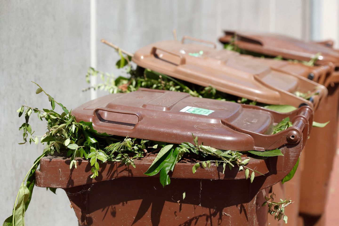 Drei Biotonnen gefüllt mit Gartenabfällen stehen nebeneinander. © imageBROKER/Torsten Krueger / imageBROKER via Getty Images