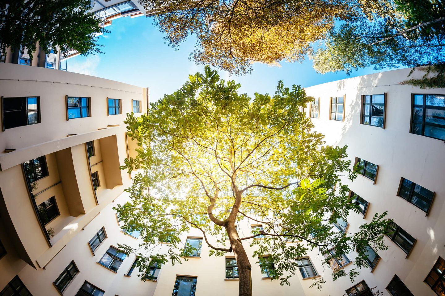 Bäume ragen zwischen Hausfassaden nach oben in den Himmel. © TommL / E+ via Getty Images © TommL / E+ via Getty Images