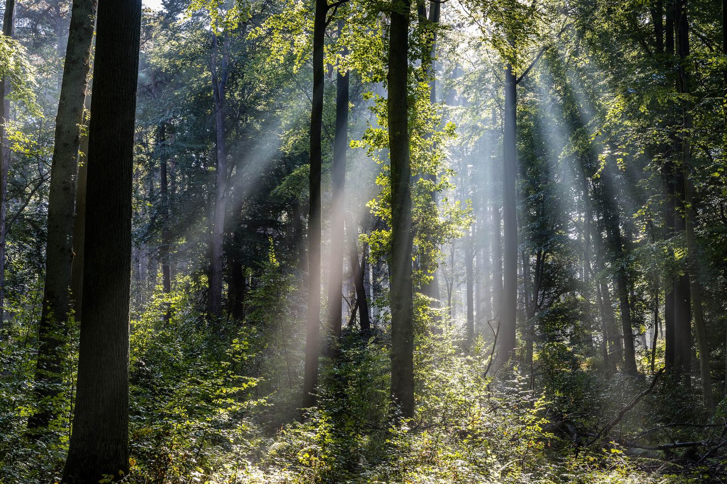 Sonnenstrahlen bahnen sich ihren Weg durch Bäume im Wald und beleuchten den Waldboden. © Santiago Urquijo / Moment via Getty Images