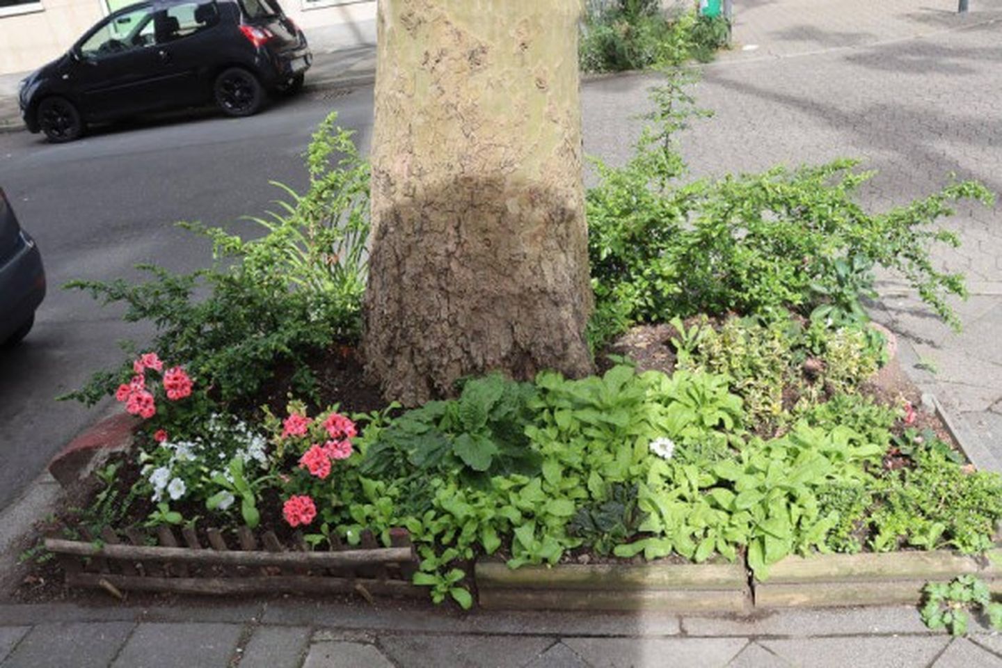 baumpatenschaft-duesseldorf-bildergalerie-5_gallery_thumbnail.jpg