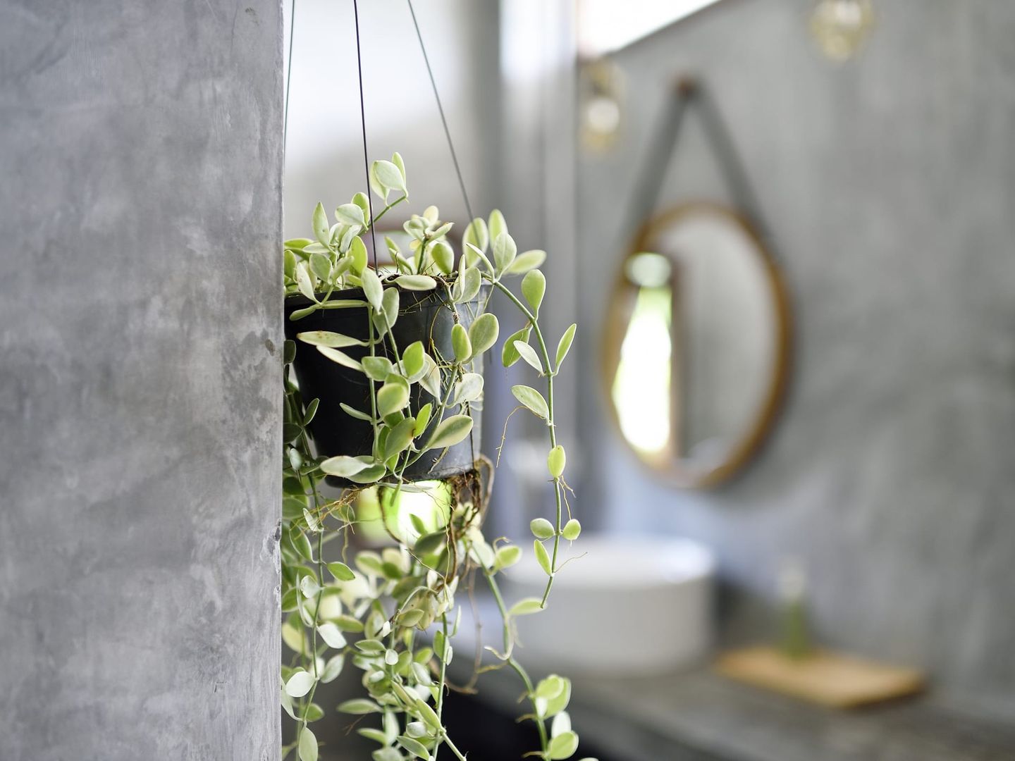Nahaufnahme einer hängenden Pflanze in einem schwarzen Blumentopf vor einer Betonwand, im Hintergrund ein rundes Spiegelbild eines Badezimmers mit Waschbecken