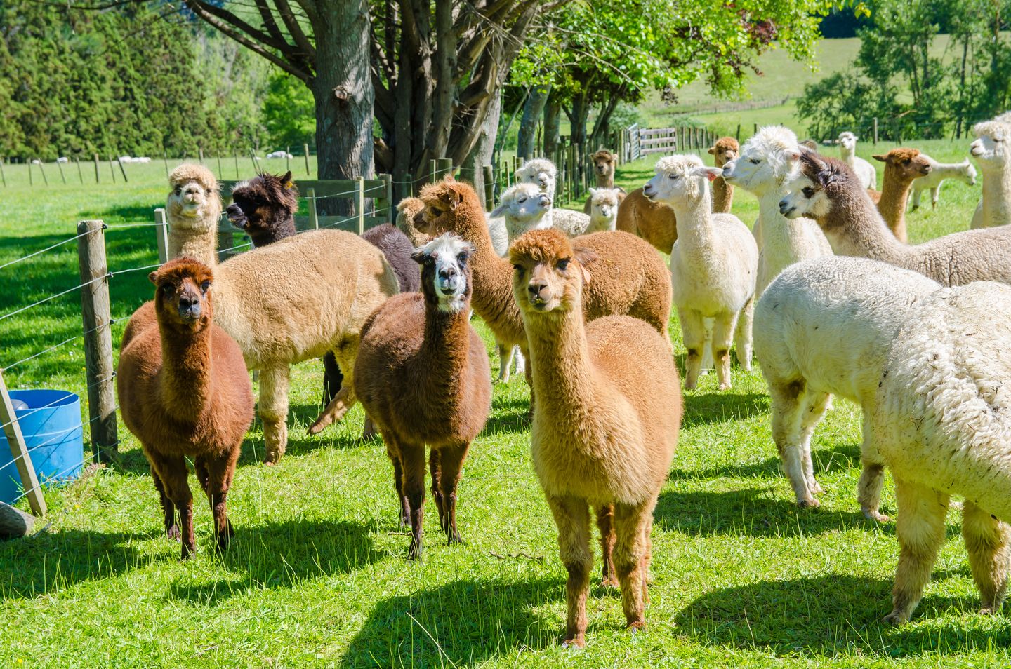 Alpaka-Herde auf einer grünen Weide © gracethang via Getty Images