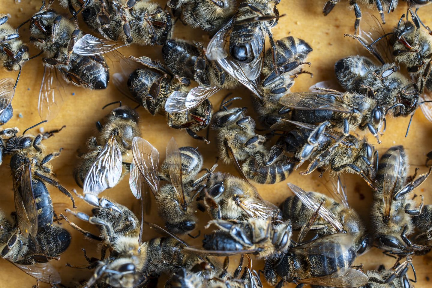 Nahaufnahme mehrerer toter Bienen auf einer Holzoberfläche