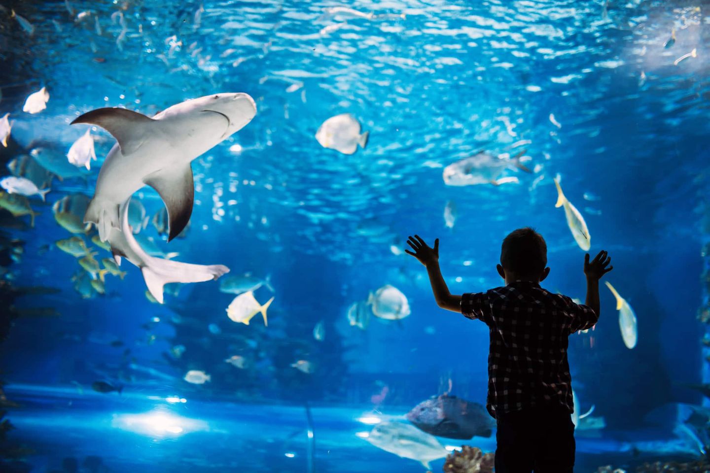 Kind steht vor großem Aquarium und beobachtet Haie und Fische Getty