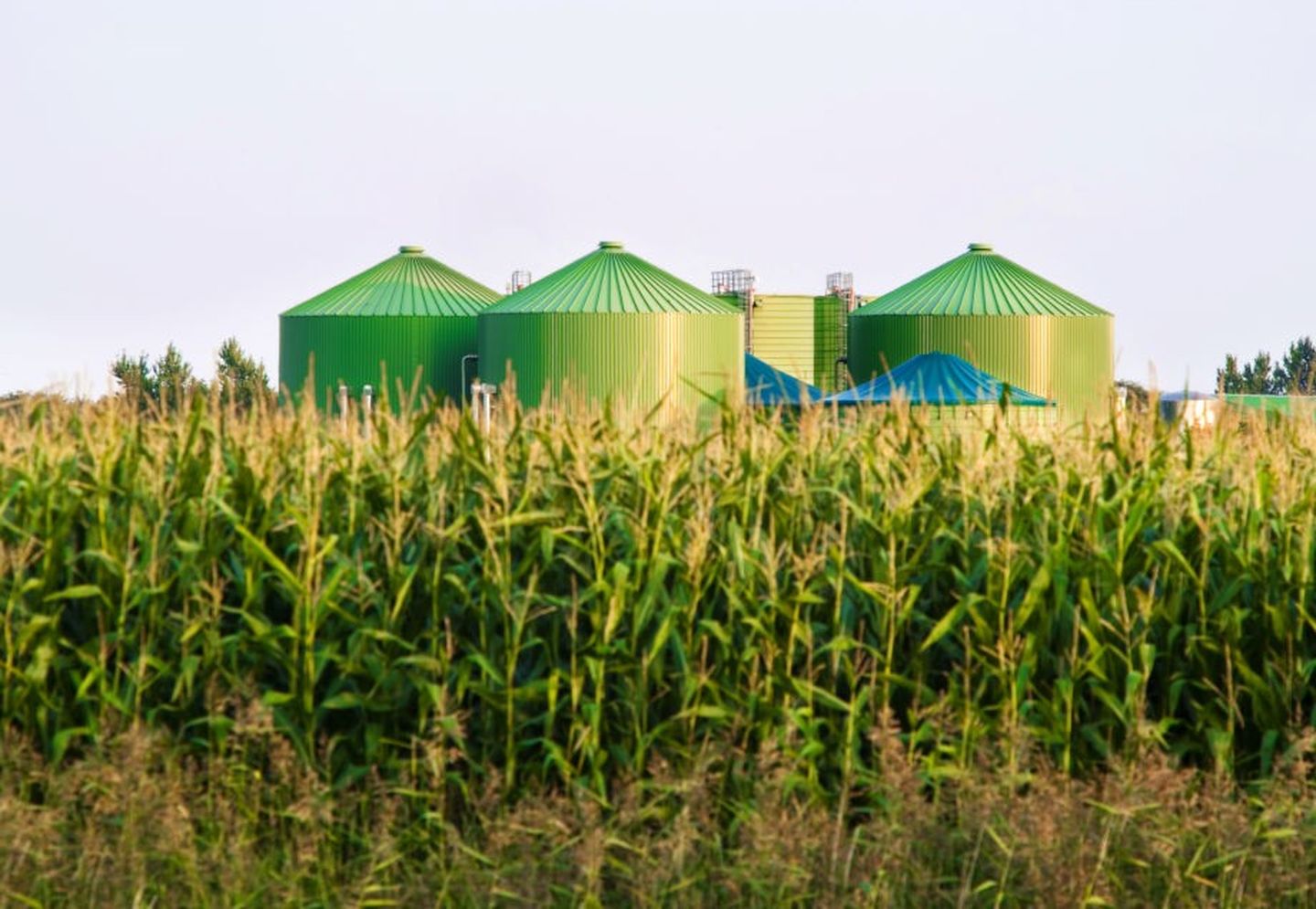 Blick auf eine Biogasanlage mit Maispflanzen als Biomasse.